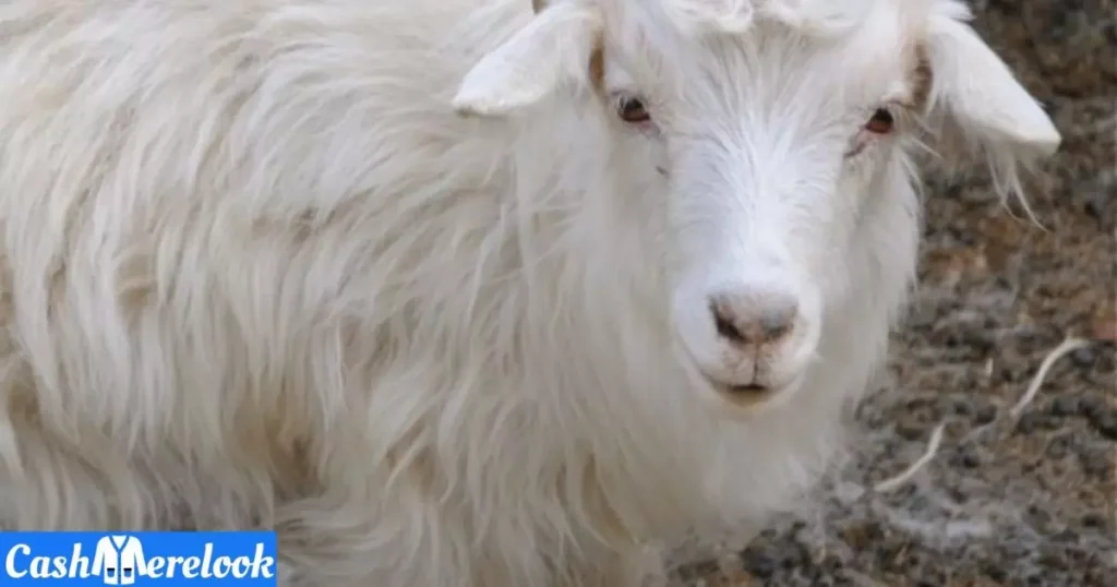 Cashmere Goat Breed and Geographic Origin